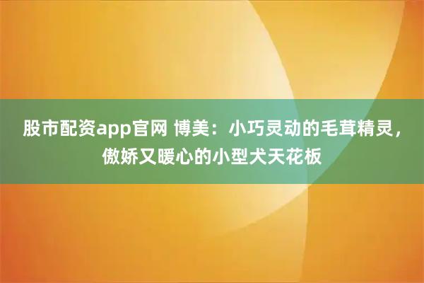 股市配资app官网 博美：小巧灵动的毛茸精灵，傲娇又暖心的小型犬天花板